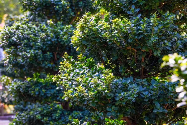 公園内の緑豊かなガジュマルの木のクローズアップ — ストック写真