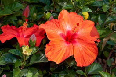 Parkta çiçek açan bir grup Zhu Jin çiçeğinin yakın çekimi.