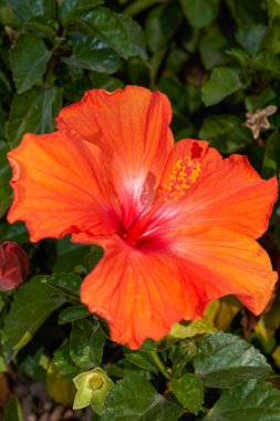 Parkta çiçek açan bir grup Zhu Jin çiçeğinin yakın çekimi.