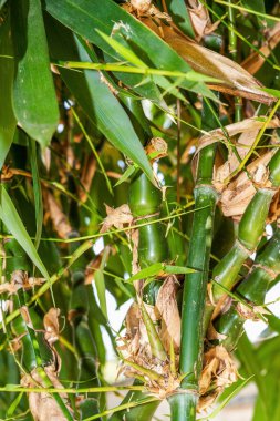 Parktaki bir bambu ormanında bambu yapraklarının yakın çekimi.
