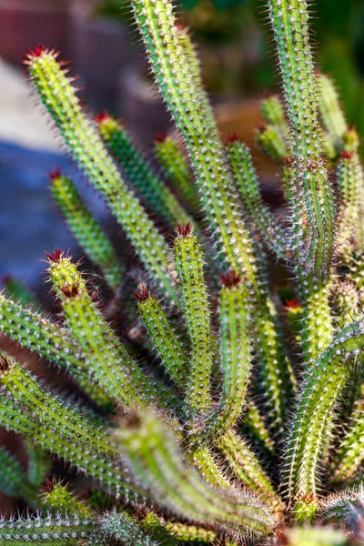 Närbild Kaktus Som Odlas Utomhus — Stockfoto