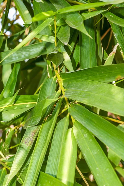 Close Folhas Bambu Uma Floresta Bambu Parque — Fotografia de Stock