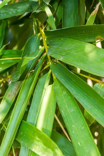 Primo Piano Delle Foglie Bambù Una Foresta Bambù Nel Parco — Foto Stock