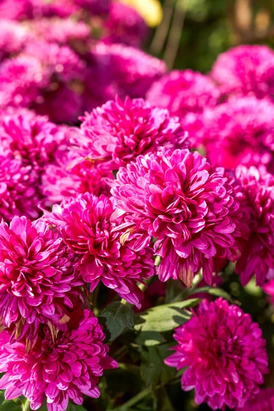 Close Blooming Magenta Chrysanthemum Park — Stock Photo, Image