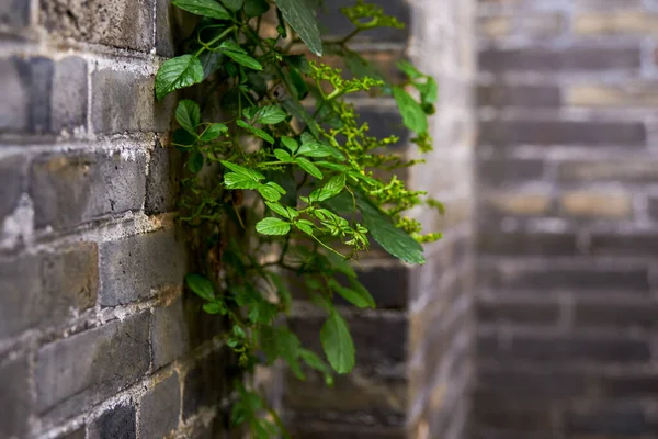 レンガの壁と古代中国の村に植物を植えました — ストック写真