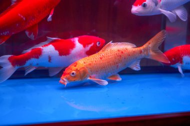 Profesyonel akvaryumda yetiştirilmiş büyük bir sazan balığı.