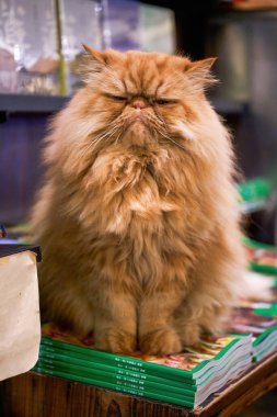 Kitapçıda uzun saçlı, sevimli bir Garfield kedisi.