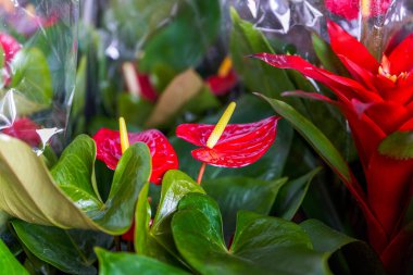 Çiçek pazarında satılık parlak bir mum.