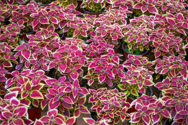 Çiçek pazarında satılan parlak renkli su kapları.