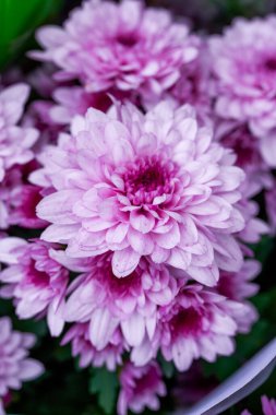 Çiçek pazarında satılık büyük mor kasımpatılar.