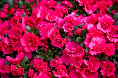 Çiçek pazarında satılık parlak rhododendronlar
