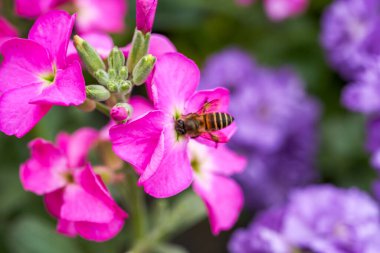 Bir arı çiçeğin üzerinde nektar toplar.