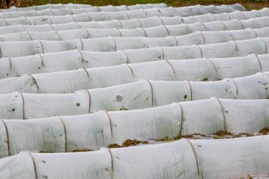 Yalıtımlı kulübe, kırsal bölgedeki bir tarlaya sera dikiyor.
