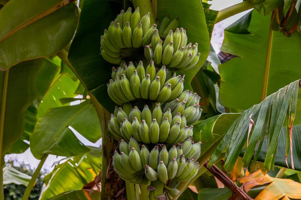 Meyve bahçesinde yetişen olgunlaşmamış muzların yakın çekimi.