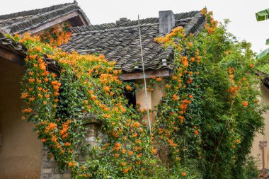 Evin her tarafında yetişen yemyeşil bir gülle çiçeğinin yakın çekimi.