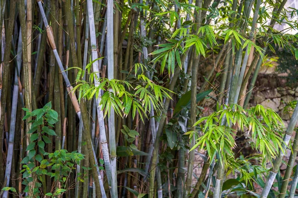 Крупный План Бамбука Бамбуковом Лесу Парке — стоковое фото