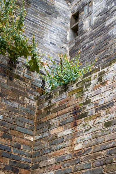 Gros Plan Sur Les Murs Extérieurs Les Plantes Ancien Bâtiment — Photo