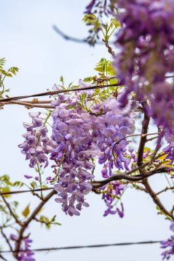 Bahçede çiçek açan güzel salkım çiçeklerinin yakın çekimi.