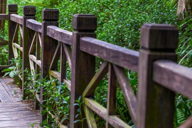 9 kıvrımlı koridor orman parkında yürüyor.