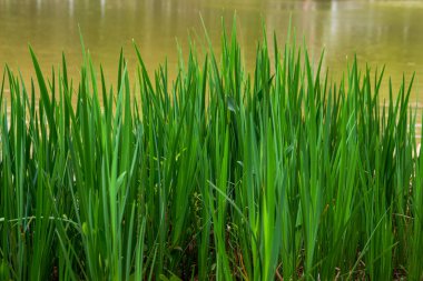 Parkta göl suyunun yanında yetişen yemyeşil çimenlerin yakın çekimi