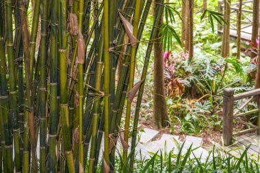 Parktaki en iyi bambu ormanlarından oluşan yığınlara yakın çekim.