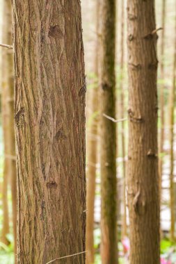 Parktaki ağaç gövdelerine yakın çekim