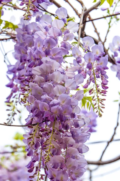 stock image Close-up of beautiful blooming wisteria flowers in the garden