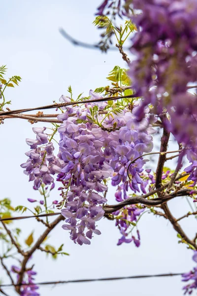 Bahçede çiçek açan güzel salkım çiçeklerinin yakın çekimi.