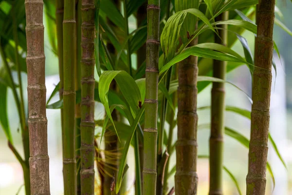 Close Pedaços Floresta Bambu Principal Parque — Fotografia de Stock