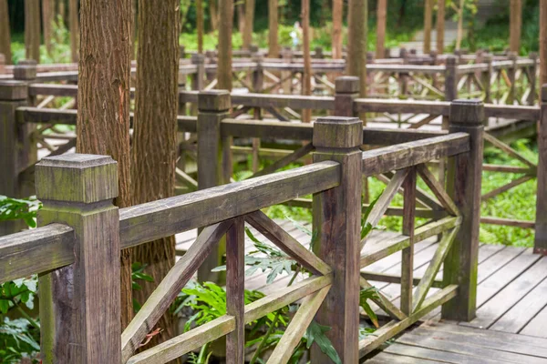 Couloir Neuf Courbes Traversant Les Bois Dans Parc Forestier — Photo