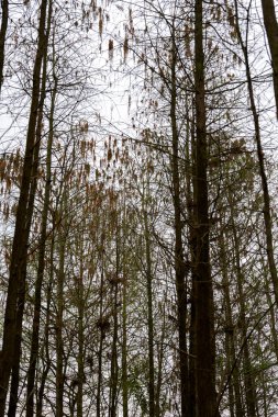Kış parkındaki ölü yaprakların yakınına.
