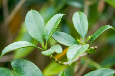 Bahçedeki ağaçların ve bitkilerin yeşil yapraklarına yakın çekim