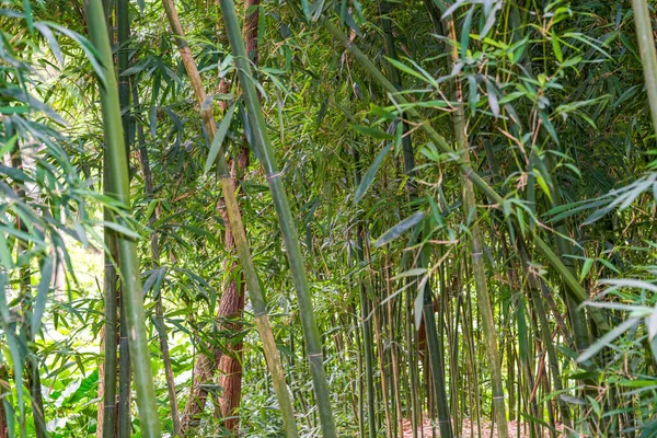 Крупный План Комков Первоклассного Бамбукового Леса Парке — стоковое фото