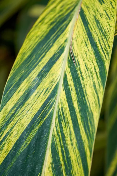 Close Folhas Verdes Árvores Plantas Jardim — Fotografia de Stock