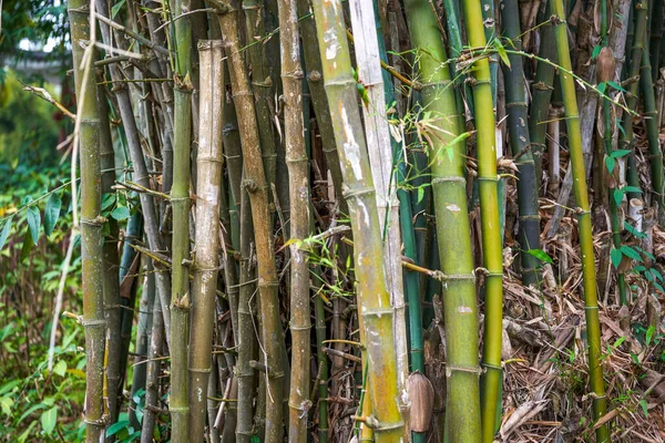 Nahaufnahme Von Klumpen Erstklassiger Bambuswälder Park — Stockfoto