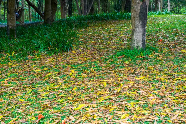 公園の芝生の上で枯れ葉や黄色の葉 — ストック写真
