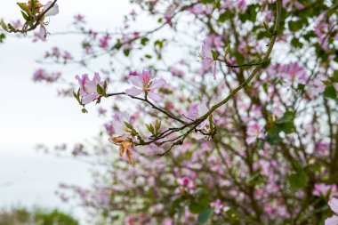 Yolun kenarına ekilmiş güzel Bauhinia çiçeklerinin yakın çekimi.