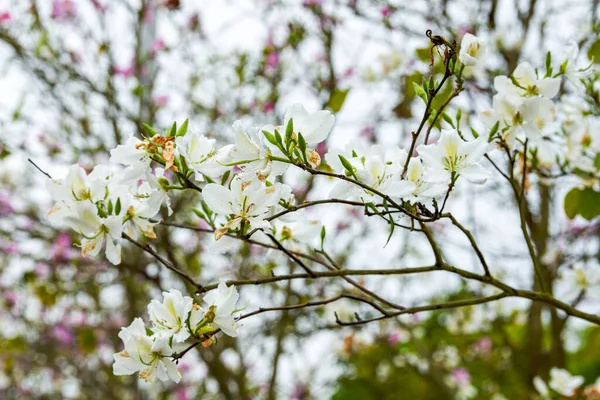 Yolun kenarına ekilmiş güzel Bauhinia çiçeklerinin yakın çekimi.