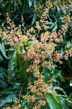 Uzun bir ağaçta açan yemyeşil Longan çiçeklerine yakın çekim