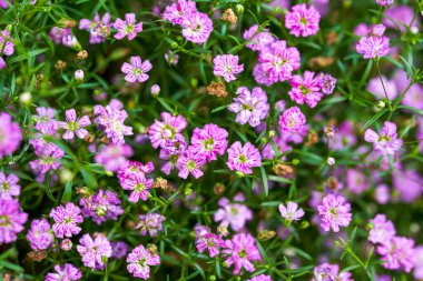 Bahçeye dikilmiş güzel mor koni çiçekleri