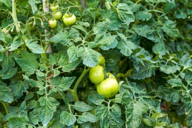 Kırsal alanda yetişen taze domateslerin yakın çekimi