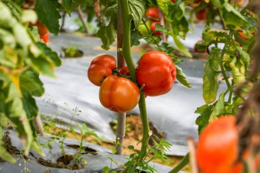 Kırsal alanda yetişen taze domateslerin yakın çekimi