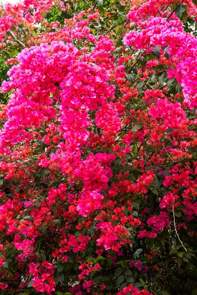 Bahçede çiçek açan güzel begonvillerin yakın çekimi.