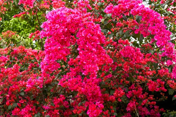 Крупный План Красивой Цветущей Бугенвиллии Саду — стоковое фото