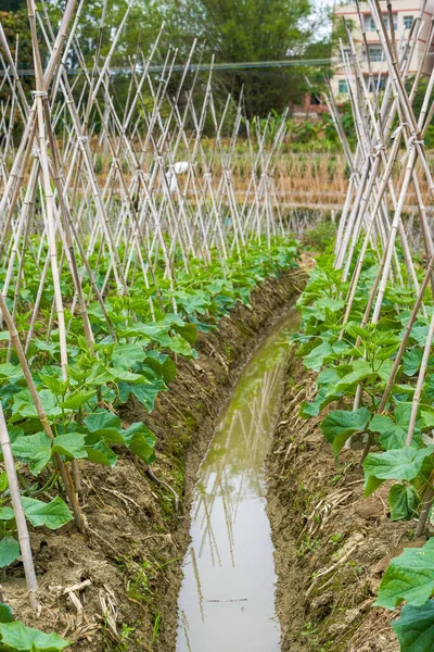 Bambustöd Växande Pumpor Melonfältet Jordbruksmark — Stockfoto