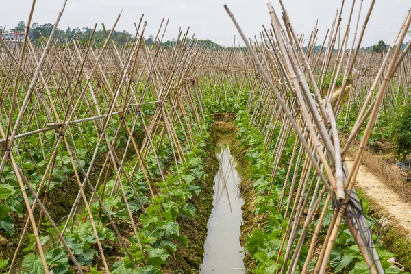 Bambusständer Aus Wachsenden Kürbissen Melonenfeld Von Ackerland — Stockfoto