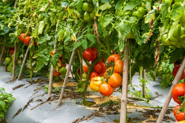 Zbliżenie Świeżych Pomidorów Uprawianych Polu Wiejskim — Zdjęcie stockowe