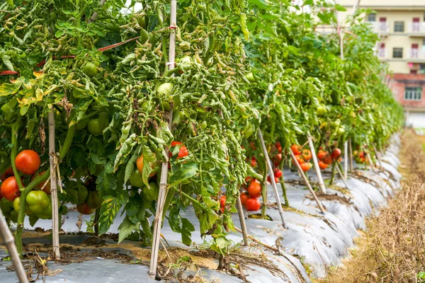 Zbliżenie Świeżych Pomidorów Uprawianych Polu Wiejskim — Zdjęcie stockowe