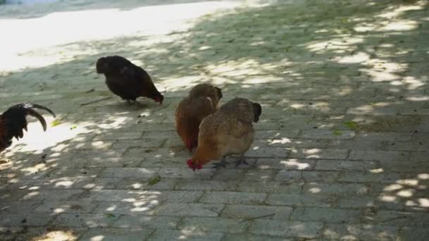 Gallinas Avícolas Campo — Vídeo de stock