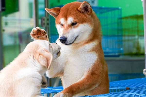 Two Shiba Inu Pet Store Greeting Each Other — Stock Photo, Image